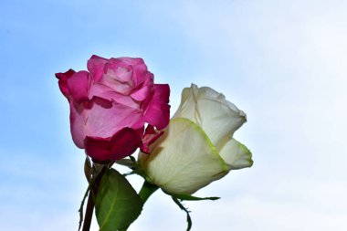 Mavi arka planda güzel çiçekler