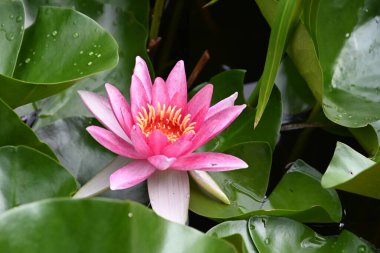 Güzel çiçek açan nilüfer çiçekleri yaz günü gölette büyür. 