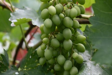 Dışarıda yetişen güzel üzüm, yaz konsepti, yakın manzara.  