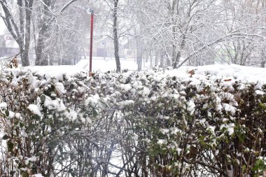 Kış günü parkta karla kaplı ağaç dalları 