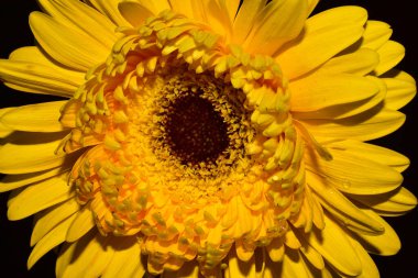 Güzel Gerbera koyu arkaplan, yaz konsepti, yakın görüş  