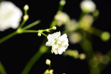 Koyu arkaplanda güzel çiçekler, yaz konsepti, yakın manzara  