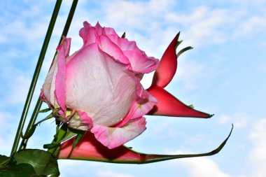 Mavi arka planda güzel pembe çiçekler