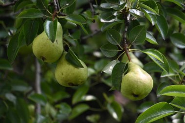 Açık havada yetişen olgun armutları olan ağaç, yaz konsepti, yakın görüş  
