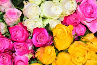 Koyu arkaplanda güzel güller, yaz konsepti, yakın manzara  