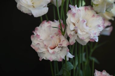 Karanlık arka planda güzel Eustoma çiçekleri, yaz konsepti, yakın görüş  