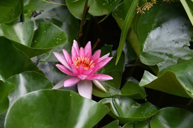 Güzel çiçek açan nilüfer çiçekleri yaz günü gölette büyür. 