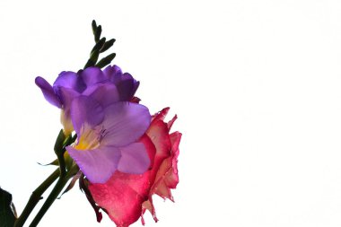 Işık arkaplanda güzel çiçekler, yaz konsepti, yakın manzara  