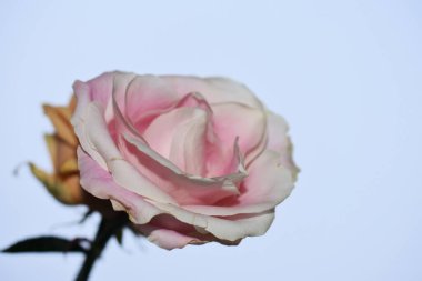 Mavi arka planda güzel çiçekler