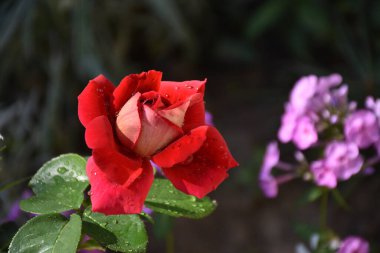 Koyu arkaplanda güzel bir gül, yaz konsepti, yakın görüş  