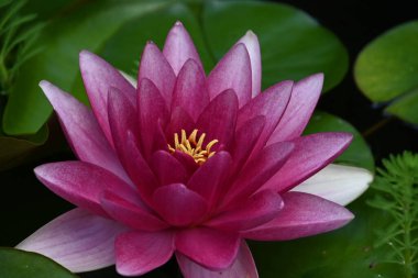 Güzel çiçek açan nilüfer çiçekleri yaz günü gölette büyür. 