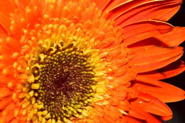 Güzel Gerbera koyu arkaplan, yaz konsepti, yakın görüş  