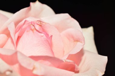 Koyu arkaplanda güzel bir gül, yaz konsepti, yakın görüş  