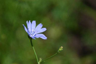 Açık havada yetişen güzel çiçekler, yaz konsepti, yakın manzara.  