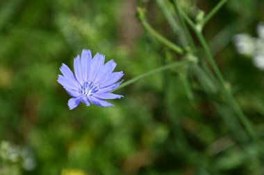 Açık havada yetişen güzel çiçekler, yaz konsepti, yakın manzara.  