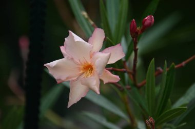 Açık havada yetişen güzel çiçekler, yaz konsepti, yakın manzara.  