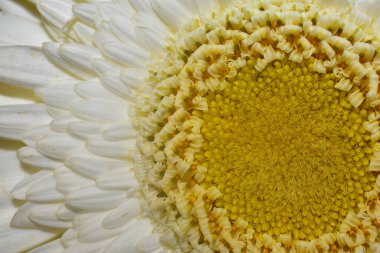 Güzel Gerbera koyu arkaplan, yaz konsepti, yakın görüş   