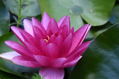 Güzel çiçek açan nilüfer çiçekleri yaz günü gölette büyür. 