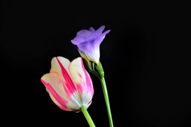 Koyu arkaplanda güzel çiçekler, yaz konsepti, yakın manzara  