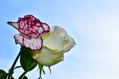 Mavi arka planda güzel çiçekler