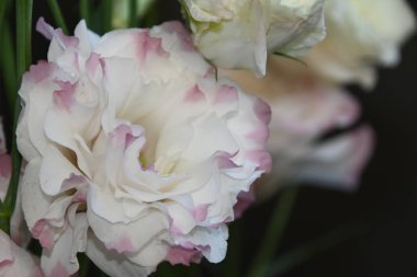 Karanlık arka planda güzel Eustoma çiçekleri, yaz konsepti, yakın görüş  