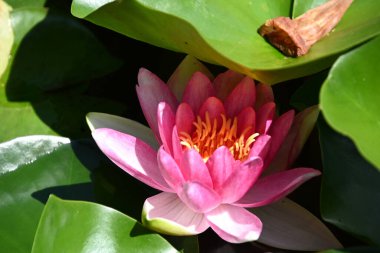 Güzel çiçek açan nilüfer çiçekleri yaz günü gölette büyür. 