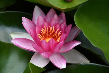 Güzel çiçek açan nilüfer çiçekleri yaz günü gölette büyür. 