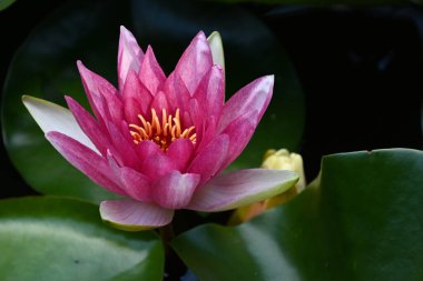 Güzel çiçek açan nilüfer çiçekleri yaz günü gölette büyür. 