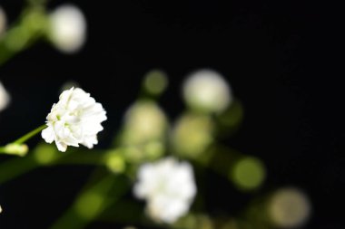 Koyu arkaplanda güzel çiçekler, yaz konsepti, yakın manzara  