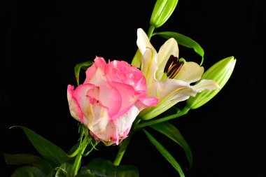 Koyu arkaplanda güzel çiçekler, yaz konsepti, yakın manzara  