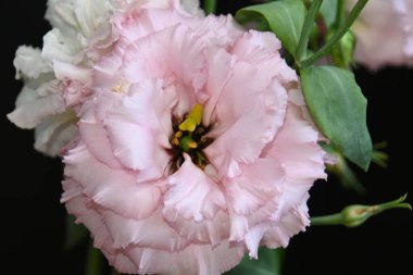 Karanlık arka planda güzel Eustoma çiçekleri, yaz konsepti, yakın görüş  