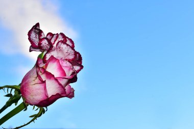 Mavi arka planda güzel çiçekler