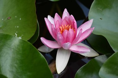 Güzel çiçek açan nilüfer çiçekleri yaz günü gölette büyür. 