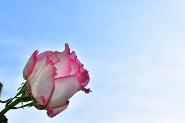 Mavi arka planda güzel çiçekler