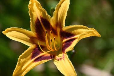 Açık havada yetişen güzel zambak, yaz konsepti, yakın manzara.  