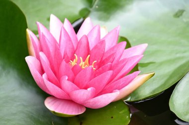 Güzel çiçek açan nilüfer çiçekleri yaz günü gölette büyür. 