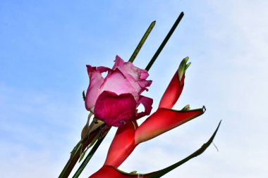 Mavi arka planda güzel çiçekler