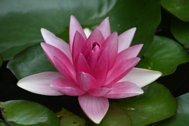 Güzel çiçek açan nilüfer çiçekleri yaz günü gölette büyür. 