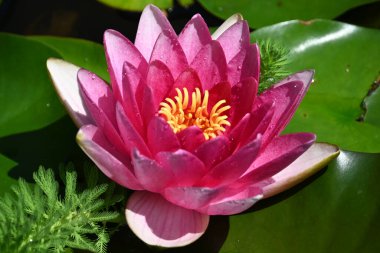 Güzel çiçek açan nilüfer çiçekleri yaz günü gölette büyür. 