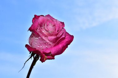 Mavi arka planda güzel çiçekler