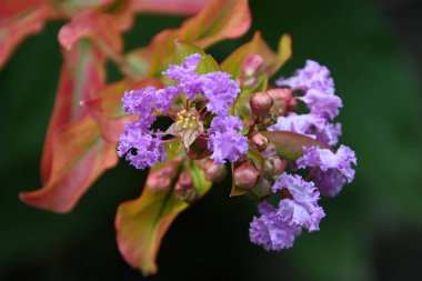 Koyu arkaplanda güzel çiçekler, yaz konsepti, yakın manzara  
