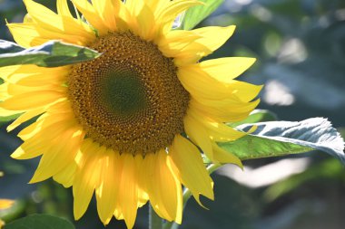 Dışarıda yetişen güzel ayçiçeği, yaz konsepti, yakın görüş.  