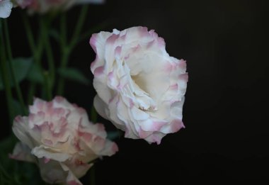 Karanlık arka planda güzel Eustoma çiçekleri, yaz konsepti, yakın görüş  