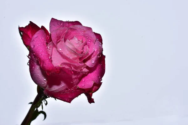 Hermosas Flores Sobre Fondo Cielo Azul — Foto de Stock