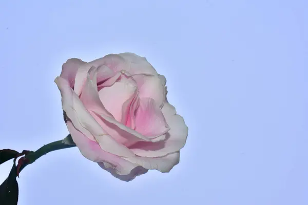 Flor Rosa Frágil Sobre Fondo Azul Del Cielo — Foto de Stock