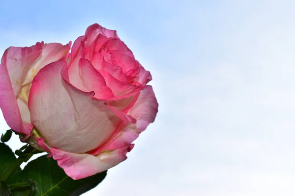 Mooie Bloemen Blauwe Lucht Achtergrond — Stockfoto