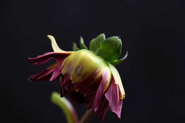 Hermosa Flor Que Crece Aire Libre Concepto Verano Vista Cercana —  Fotos de Stock