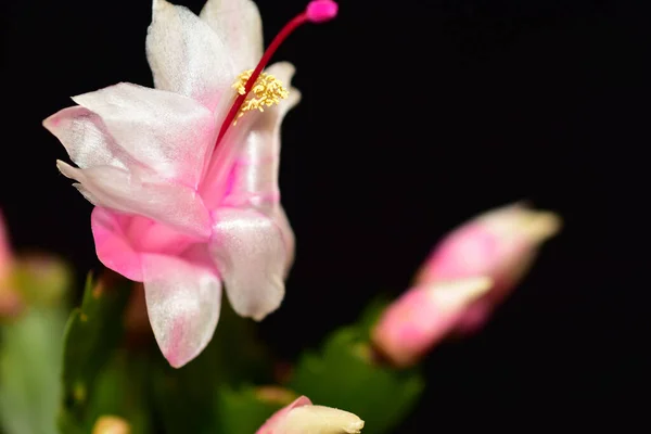 Gyönyörű Dekembrió Virágok Sötét Háttér Nyári Koncepció Közelről — Stock Fotó