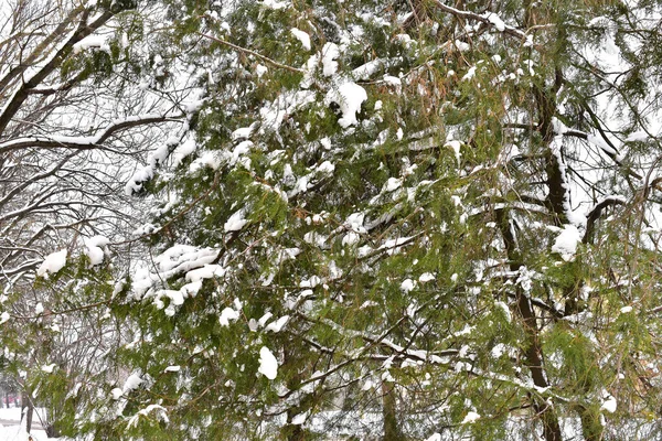 Rami Alberi Innevati Nel Parco Durante Giornata Invernale — Foto Stock