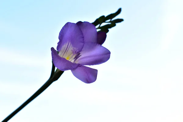 Εύθραυστο Μωβ Λουλούδι Ανθίζει Μπλε Φόντο Του Ουρανού — Φωτογραφία Αρχείου